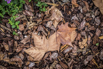 autumn leaf detail in a park in Barcelona Catalonia