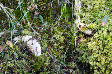 mushrooms in the moss