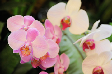 Plakat Pink Orchids