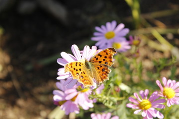 꽃과 나비이미지