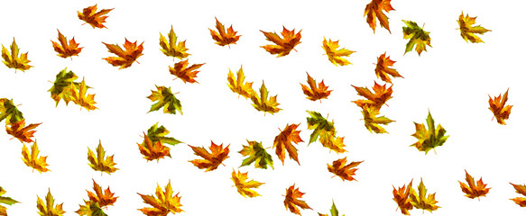 fallingleaves on white background - panorama