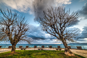 Fototapeta na wymiar dry trees in Alghero seafront