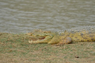 cocodrile near waterhole in Selous Game reserve in Tanzania east Africa 