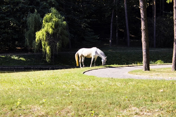 Huge stones in the park the sofiyevsky park.