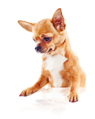 Red chihuahua dog isolated on white background. Closeup.
