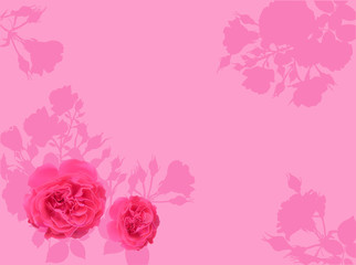 pink rose flowers and silhouettes illustration