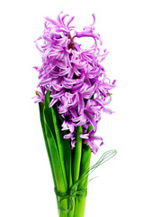 Bouquet from hyacinth isolated on white background.