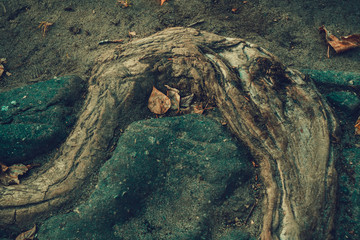 Fototapeta na wymiar Tree Root Cracking an Asphalt