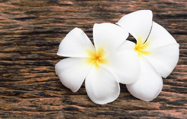 Fototapeta na wymiar Tropical plumeria flower on old wood.