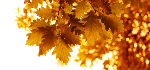 Naklejka na ściany i meble Autumnal background with oak leaves.
