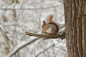 белочка на дереве в зимнем лесу