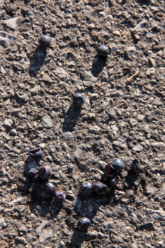 Weintrauben zum Gesicht angeordnet auf dem Boden liegend