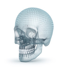 Human skull wire model, 3D render