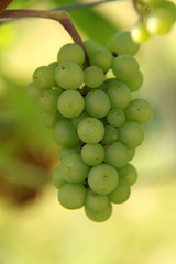 Grüne Weintraube