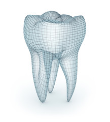 Human molar Tooth, wire model, 3d illustration
