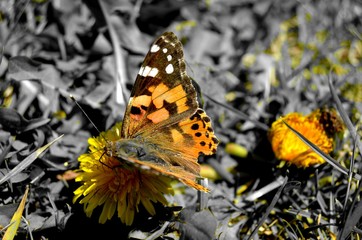 Yaşamın son anları