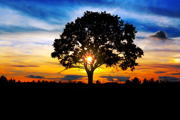 Obraz na płótnie Canvas Sunrise with tree.