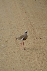 Super wing Plover -Super wing Lapwing 