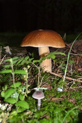 brauner Pilz