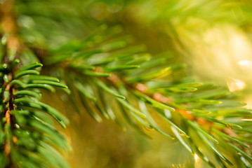 Christmas spruce twig