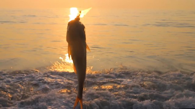 Amater fishing in India sunset. Parvati fish (gafftopsail catfish) caught in surf among rocks. Periphyton on supralittoral: Algae, shellfish (Chinese hat) and bryozoans around. India. Kerala and Goa
