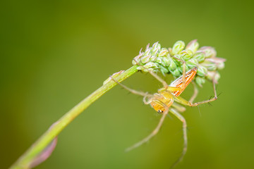 Close up of a spider