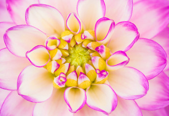 Fototapeta premium Dahlia Melody Dixie