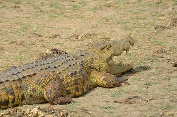cocodrile near waterhole in Selous Game reserve in Tanzania east Africa 