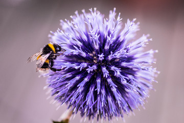 Bee on Echinops © monitor6