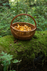 Fototapeta na wymiar Mushrooms Chanterelle. Mushrooms Chanterelle In Wicker Basket On Old Log With Moss In Forest. Wicker Basket With Edible Mushrooms Chanterelle In Forest.