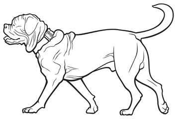 Dogue de Bordeaux dog breed vector illustration from the dog show sign symbol set, Bordeaux Mastiff, French Mastiff or Bordeauxdog, ancient French dog breed, a powerful dog with a very muscular body 