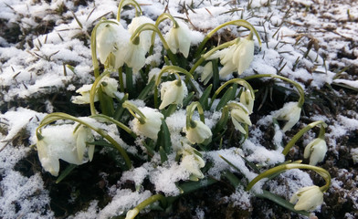 snowdrops background. flowers