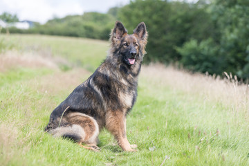 Big dog sat outside on grass meadow looking at the camera