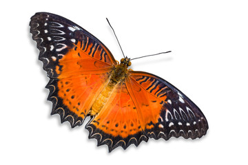 Red Lacewing butterfly