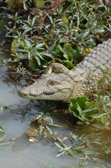  Young cocodrile near waterhole in Selous Game reserve in Tanzania east Africa 