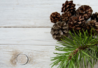 pine cones with branch on a white background