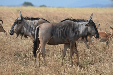 Obraz na płótnie Canvas Wildebeest and gazelles in the savannah at Mikumi national park in Tanzania east Africa 