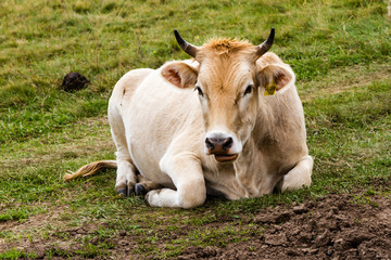 Cow lies on the grass