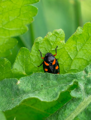 A beetle on a leaf
