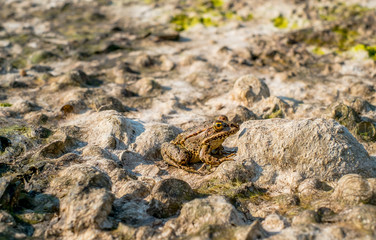 A frog on the beach covered with dried seaweed