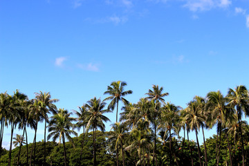 Obraz na płótnie Canvas Palm tree in Waikiki beach Hawaii