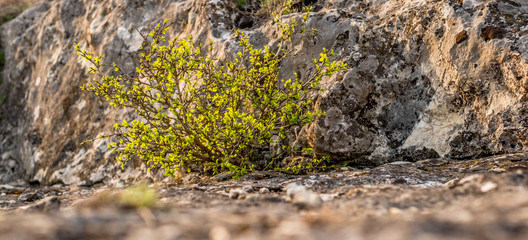 A small little tree grew between mossy rocks