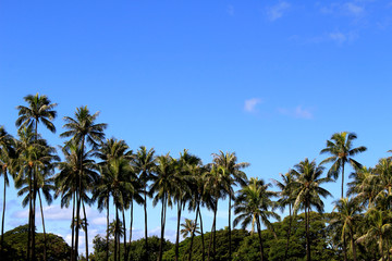 Fototapeta na wymiar Palm tree in Waikiki beach Hawaii