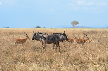 Naklejka na ściany i meble Wildebeest and gazelles in the savannah at Mikumi national park in Tanzania east Africa 