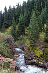 mountain river in the forest