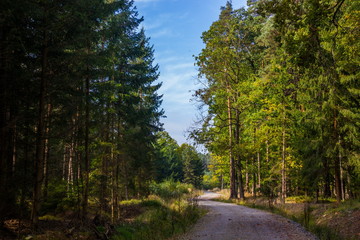 Obraz premium Road in forest