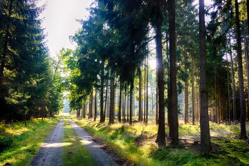 Road in forest