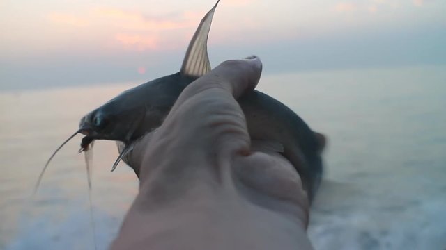 Amater fishing in India 9. Parvati fish (gafftopsail catfish,  Bagre marinus, Ariidae) caught in surf among rocks. Periphyton on supralittoral: Algae, shellfish (Chinese hat) and bryozoans around. 
