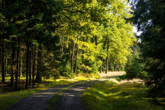 Fototapeta Autumn forest