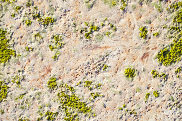 Algae texture on sand beach, closeup view